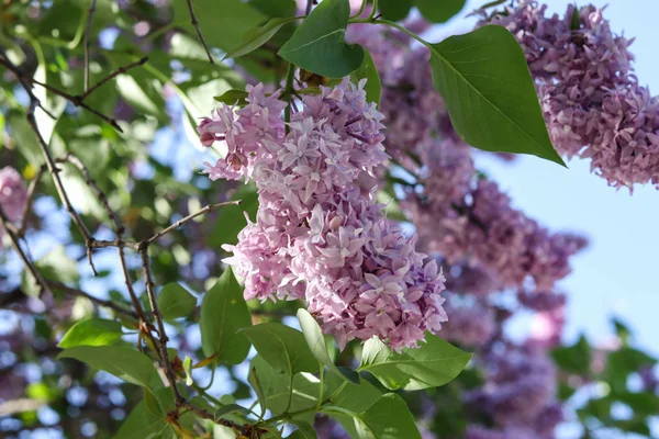 Blooming Purple Lilac Flowers Bush Spring Vibes — Stock Photo, Image