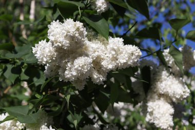 Bir beyaz lila çiçek açması bush