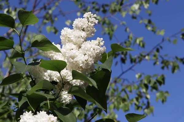 Bir beyaz lila çiçek açması bush