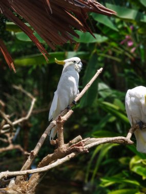 Sarı tepeli kakadu ya da daha az Kükürt tepeli kakadu bir dalda, dikey fotoğraf - Bali, Endonezya oturuyor