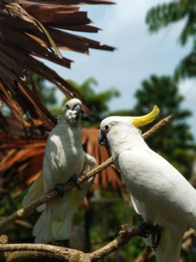 Sarı tepeli kakadu ya da daha az Kükürt tepeli kakadu bir dalda, dikey fotoğraf - Bali, Endonezya oturuyor
