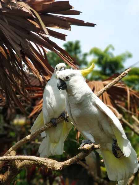 Sarı tepeli kakadu ya da daha az Kükürt tepeli kakadu bir dalda, dikey fotoğraf - Bali, Endonezya oturuyor