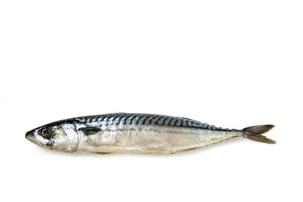 Mackerel fish isolated on white background, horizontal layout — Stock Photo, Image