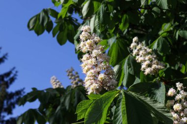 Kestane çiçek açması ağaç bahar bakış beyaz çiçek ve yeşil yaprakları üzerinde güneş