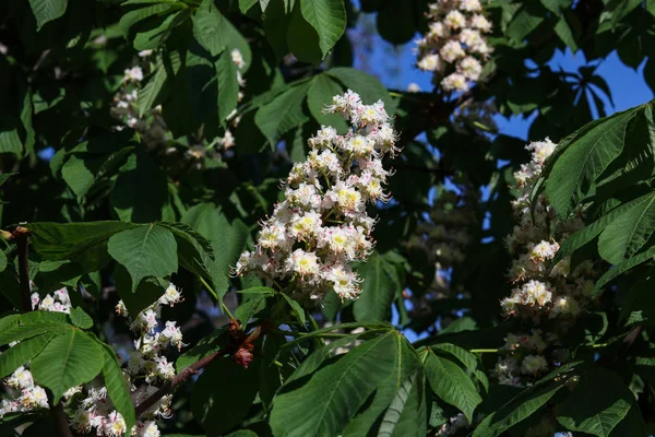 Bloei kastanje boom in voorjaar close-up witte bloem en groene bladeren op zon — Stockfoto