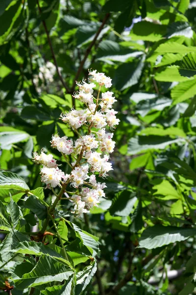 Άνθηση κάστανο δέντρο σε άνοιξη closeup λευκό λουλούδι και πράσινο φύλλα στην ηλιοφάνεια — Φωτογραφία Αρχείου
