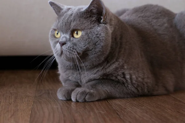 Портрет елегантної британської короткошерстих кіт сидить на підлозі — стокове фото