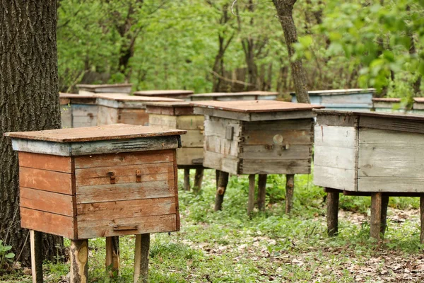 Bikupor med bin i en bigården i skogen, horisontellt foto Stockbild