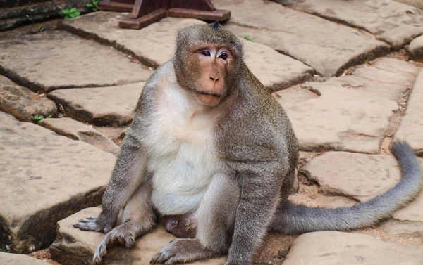 Een grote aap zit op stenen platen — Stockfoto