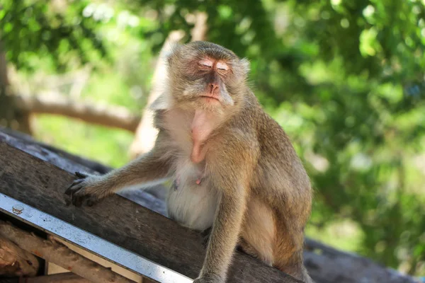 Een aap met gesloten ogen zit op het dak — Stockfoto