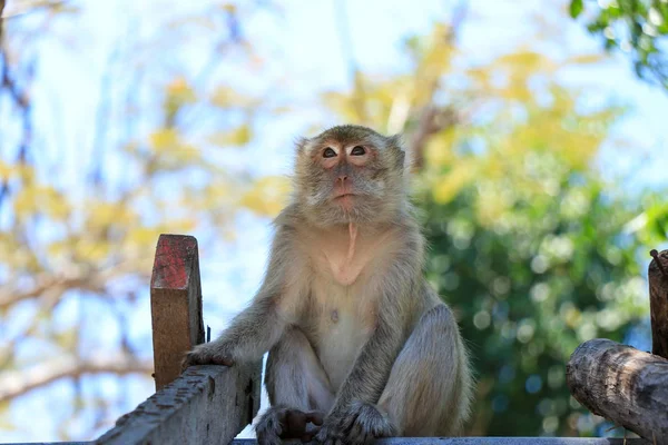 Een jonge aap zit op het dak en kijkt omhoog — Stockfoto