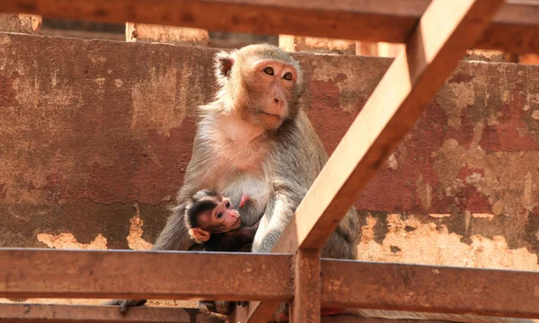 Een aap met een cub zit op houten dwarsbalken — Stockfoto