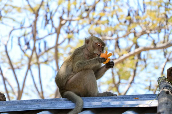Een jonge aap zit op het dak en reinigt de Mandarijn — Stockfoto