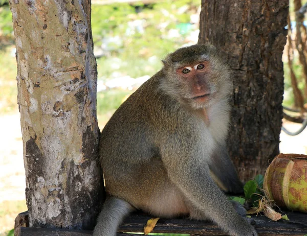 Big Monkey zit tussen de bomen en kijkt rond — Stockfoto