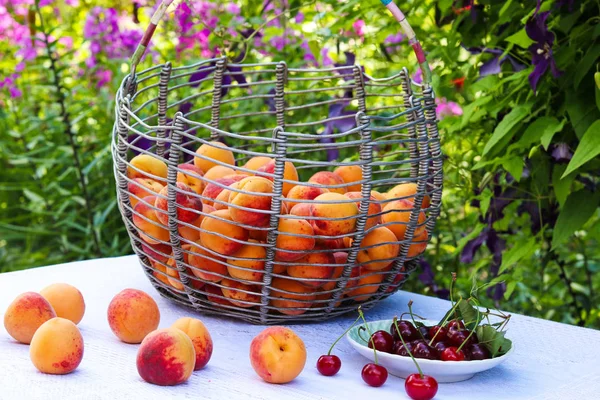 A basket of apricots is located on a table in the garden on a background of flowers. On the table is a plate with cherries and scattered apricots — Stock Photo, Image