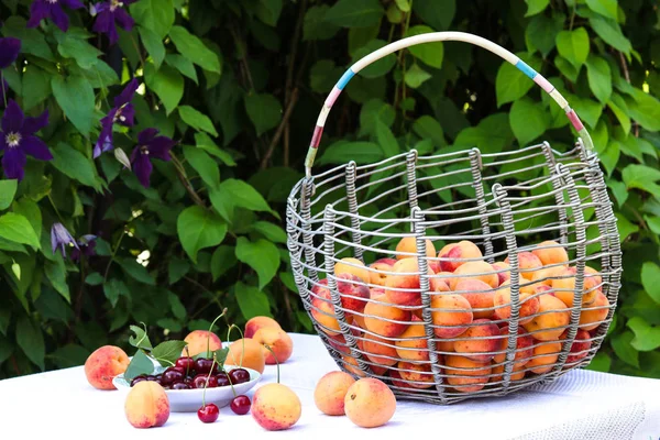 Una cesta de albaricoques se encuentra sobre una mesa en el jardín sobre un fondo de flores. En la mesa hay un plato con cerezas y albaricoques dispersos —  Fotos de Stock