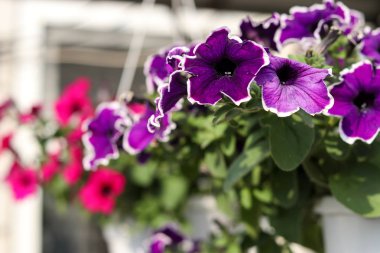 Açık havada tencere asılı Güzel dekoratif leylak petunyalar