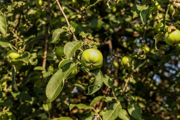 Bioalma nem nő vegyszerek a fán, természetes zöld alma a faluban, vízszintes orientáció — Stock Fotó