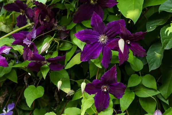 Beautiful blossoming violet clematis in a garden, horizontal orientation — Stock Photo, Image