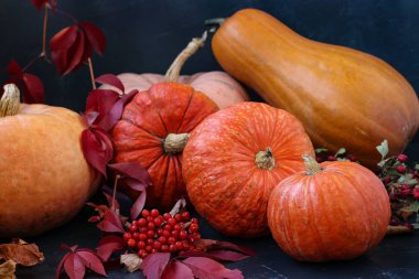 Koyu bir arka plan üzerinde Parlak kabaklar, Sonbahar natürmort, Sonbahar sebze Geçit Töreni, yatay oryantasyon, yakın