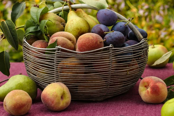 Кошик осінніх фруктів: яблука, груші, сливи і персики на столі в саду, деякі з фруктів лежать на столі, горизонтальна орієнтація, Крупним планом — стокове фото