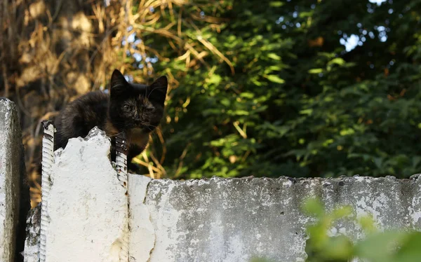 Um gatinho sem-teto com um olho ferido senta-se em uma cerca, formato horizontal — Fotografia de Stock