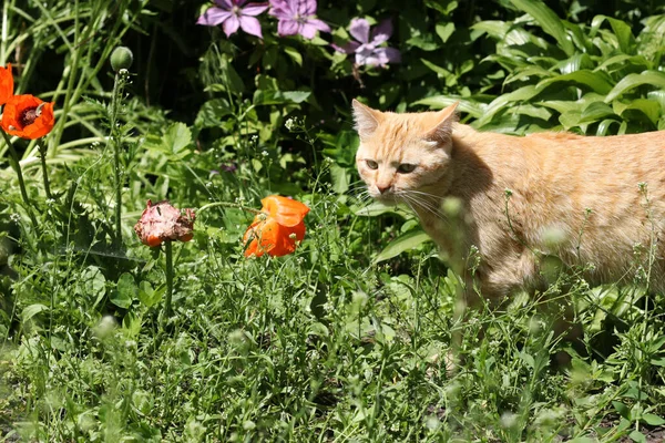 Red cat stares to the side and sneaks in the bushes in garden, Closeup — Stock Photo, Image
