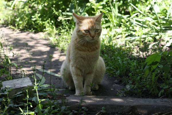 Red cat sits on a garden path and stares into the distance, Closeup — Stock Photo, Image