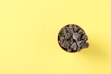 Sarı arka planda yeşil sulu bitki Titanopsis. Düz konum, üst görünüm, kopyalama alanı