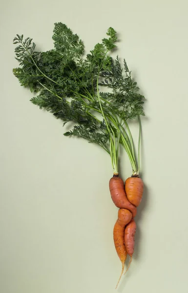 Zanahoria fresca fea sobre fondo verde. Concepto de verduras naturales orgánicas. Vista desde arriba. Formato vertical. — Foto de Stock