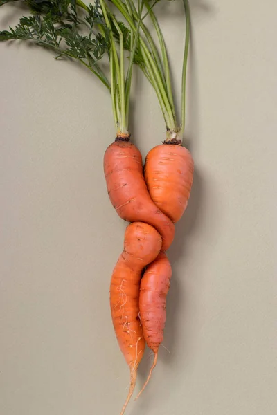 Ugly fresh carrot on light background. Concept organic natural vegetables. Top view. Vertical format. Closeup — Stock Photo, Image