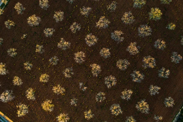 Badem çiçekleri, Ispanya, Balearic Adaları, Mallorca, Llucmajor hava fotoğrafı