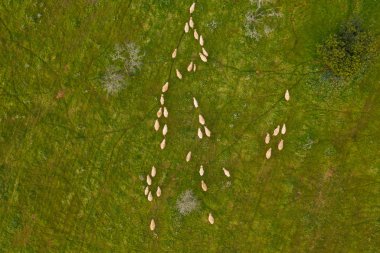 Llucmajor, Mallorca, Balearic Adaları, Ispanya 'da bir koyun sürüsü hava fotoğrafı