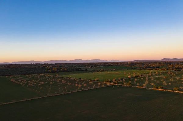 Aerial Photo Almond Blossoms Spain Balearic Islands Mallorca Llucmajor — Stock Photo, Image