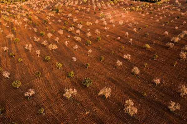 Foto Aérea Flores Almendras España Islas Baleares Mallorca Llucmajor — Foto de Stock