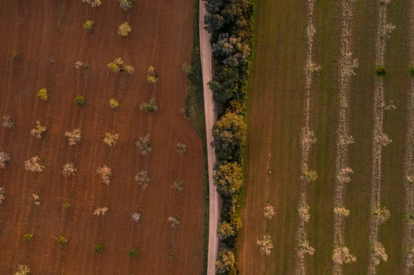 Badem çiçekleri, Ispanya, Balearic Adaları, Mallorca, Llucmajor hava fotoğrafı