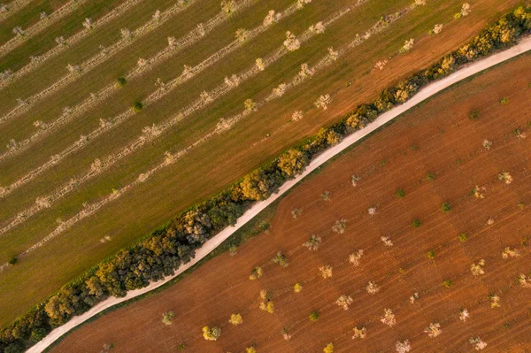 Badem çiçekleri, Ispanya, Balearic Adaları, Mallorca, Llucmajor hava fotoğrafı