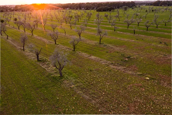 Badem çiçekleri, Ispanya, Balearic Adaları, Mallorca, Llucmajor hava fotoğrafı