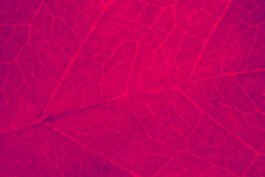 Bulanık arkaplan. Yaprağın soyut organik dokusu.