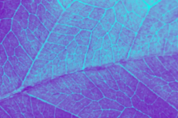 Contexto Azul Textura Orgânica Abstrata Folha — Fotografia de Stock