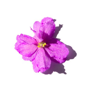 Beyaz arkaplanda pembe çiçek