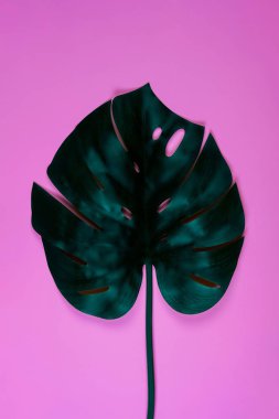 Turkuaz tropikal monstera yaprağı