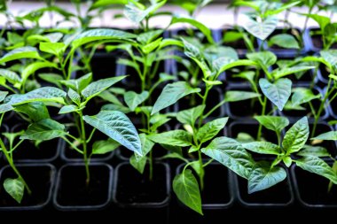 Biber bitki sebze fidesi