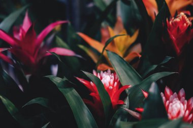 güzel bromelia çiçek