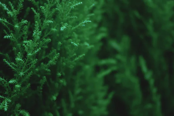 Green plant background. Christmas template