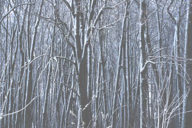 Kış havasında orman