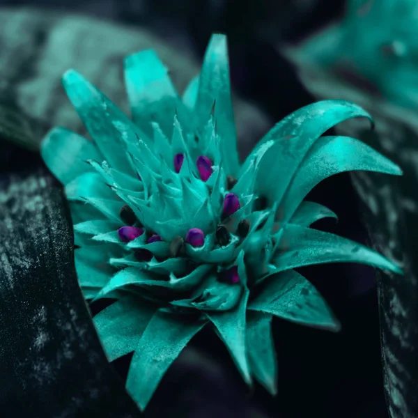 Hermosa flor de bromelia — Foto de Stock