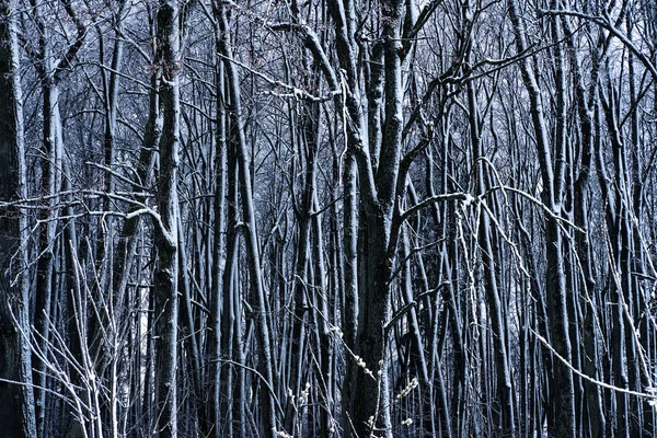 겨울 날씨의 숲 — 스톡 사진