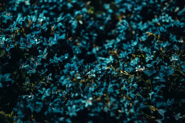 Campo di fiori selvatici con molte fioriture — Foto Stock