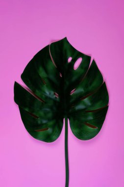 Sulu yeşil tropikal monstera yaprağı